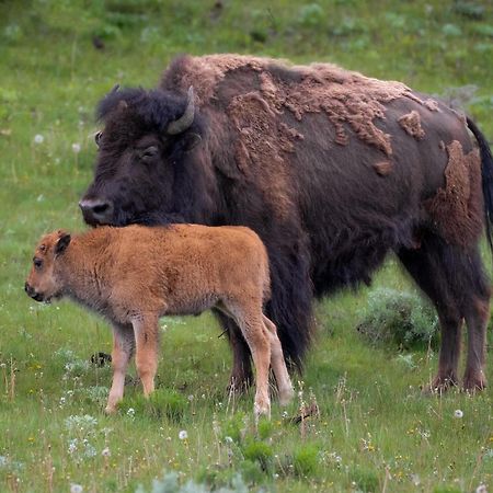 Let'S Go ! Fisherman, Families, Pools One Minute From Your Door, Comfort, Location Perfect, Amenity-Rich, Pup Friendly, Discover An Exceptional Wyoming Stay, Thermopolis River Walk Home At Hot Springs State Park, 'Where Families And Fisherman Stay' 외부 사진