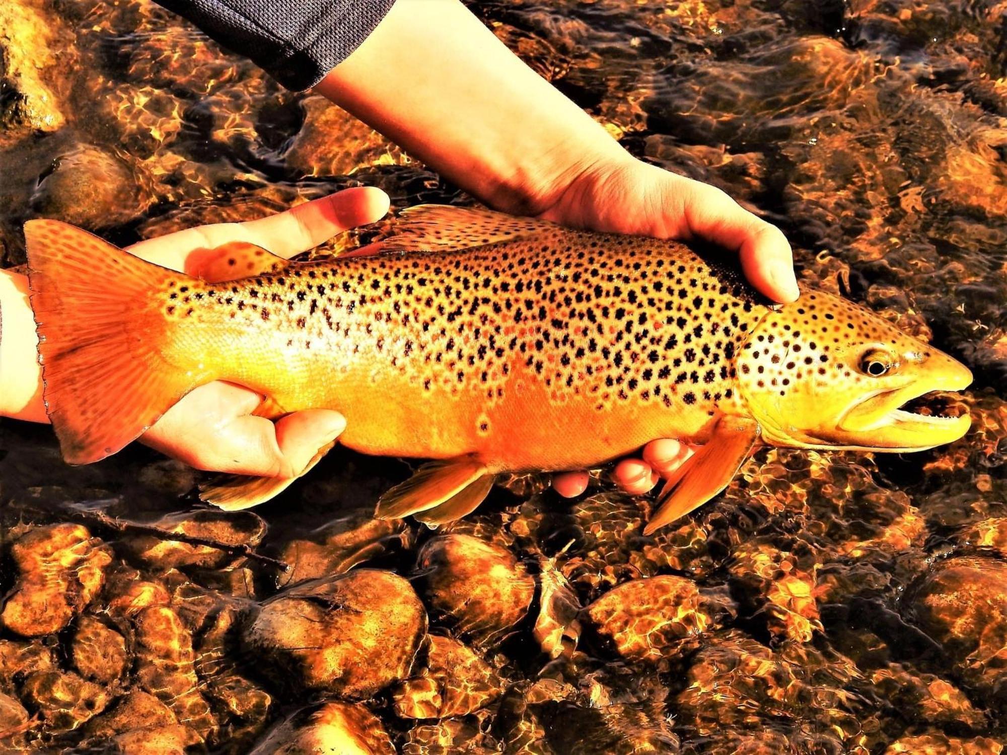 Let'S Go ! Fisherman, Families, Pools One Minute From Your Door, Comfort, Location Perfect, Amenity-Rich, Pup Friendly, Discover An Exceptional Wyoming Stay, Thermopolis River Walk Home At Hot Springs State Park, 'Where Families And Fisherman Stay' 외부 사진
