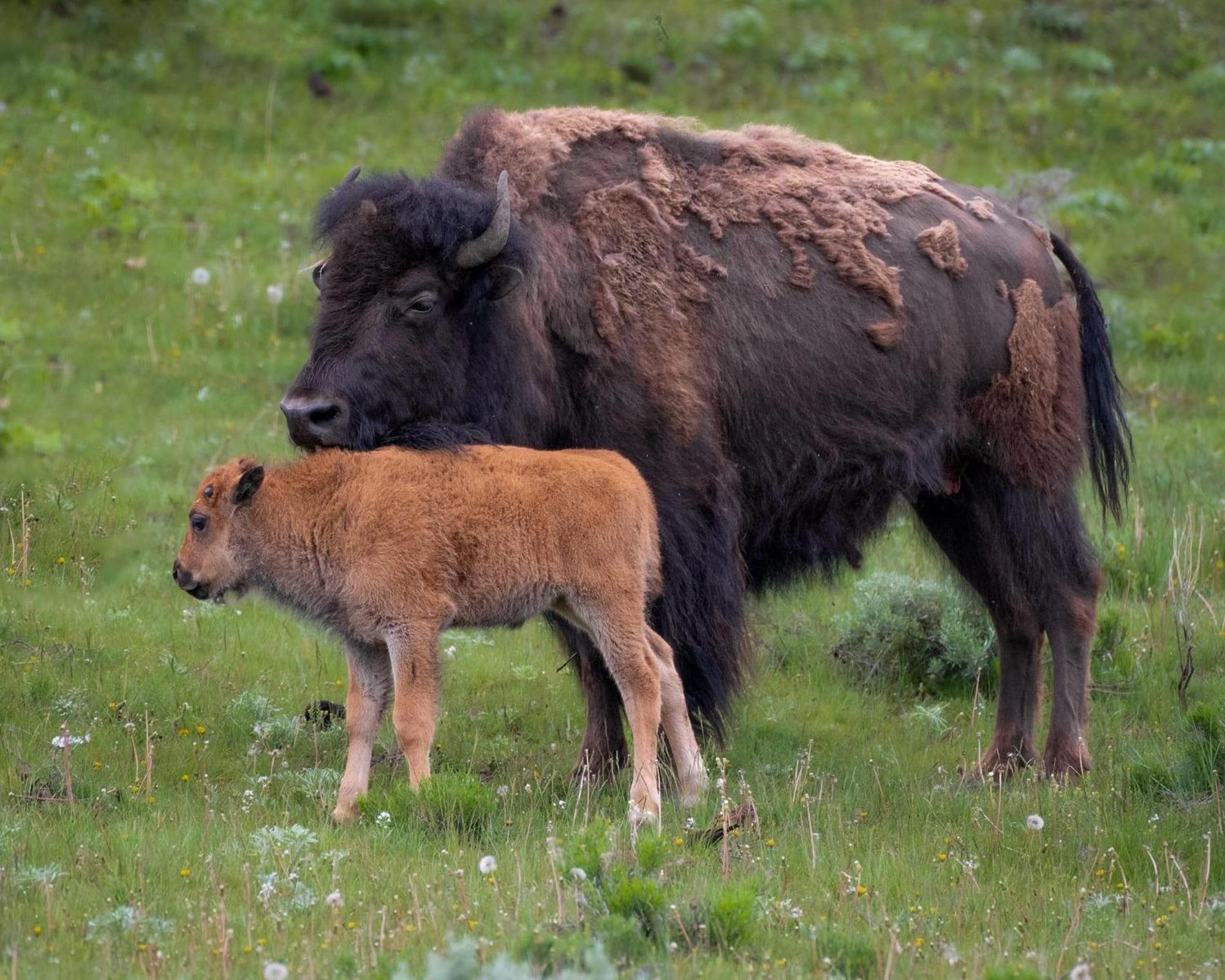 Let'S Go ! Fisherman, Families, Pools One Minute From Your Door, Comfort, Location Perfect, Amenity-Rich, Pup Friendly, Discover An Exceptional Wyoming Stay, Thermopolis River Walk Home At Hot Springs State Park, 'Where Families And Fisherman Stay' 외부 사진